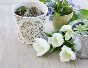 tulipes blanches,myosotis,et succulentes  
composition de printemps