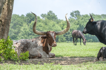 African Watusi and Texas longhorn cattle in pasture