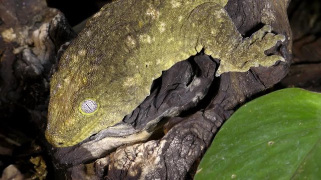 Portrait of New Caledonian giant gecko, Rhacodactylus leachianus sitting on a branch
