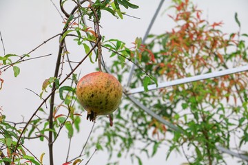pomegranate on the tree :Select focus with shallow depth of field.