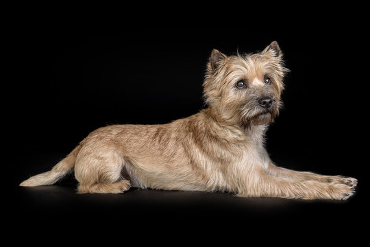 Studiportrait Hund / Cairn Terrier vor schwarzem Hintergrund