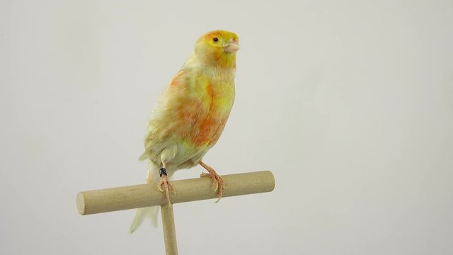 feo canary isolated on a white screen. soud