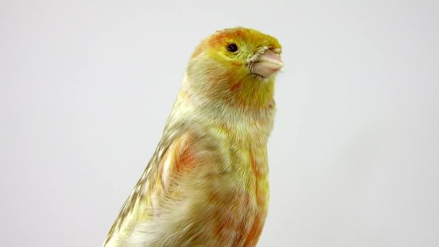 feo canary isolated on a white screen. soud