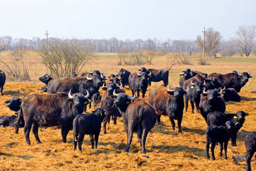 Buffaloes, Apajpuszta, Hungary