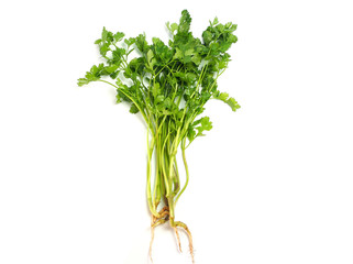 Coriander or parsley isolated on white.