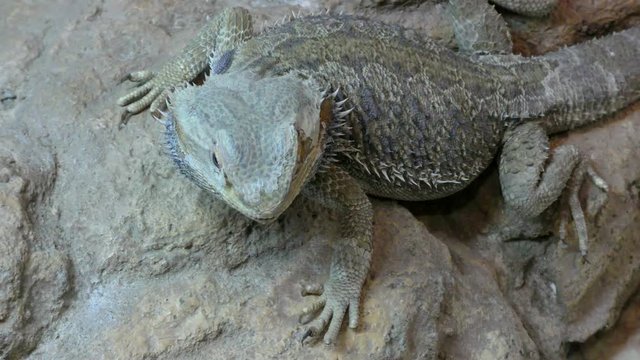Central bearded dragon, Pogona vitticeps sit on the stone
