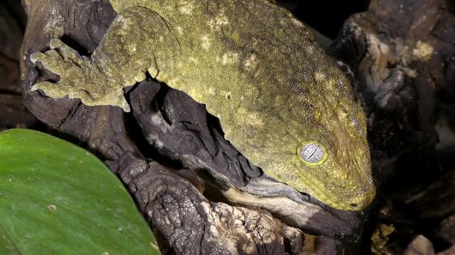Portrait of New Caledonian giant gecko, Rhacodactylus leachianus sitting on a branch
