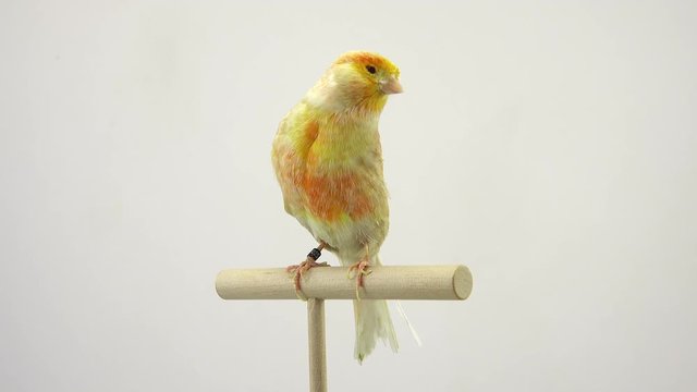 feo canary isolated on a white screen. soud