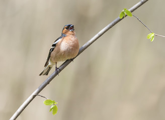 the male birds of the Finch sings in the woods surrounded by young leaves