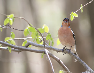 Chaffinch sings the song sitting on a branch in the Park