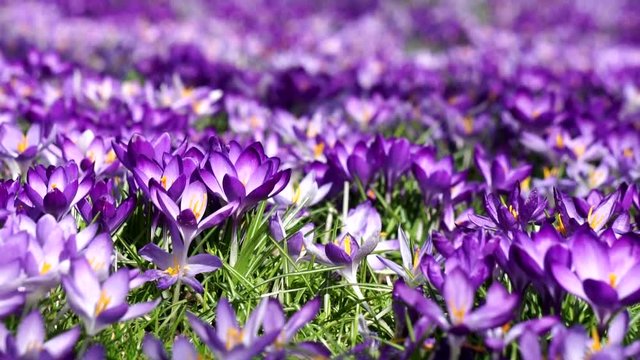 blaue krokusse - nahaufnahme