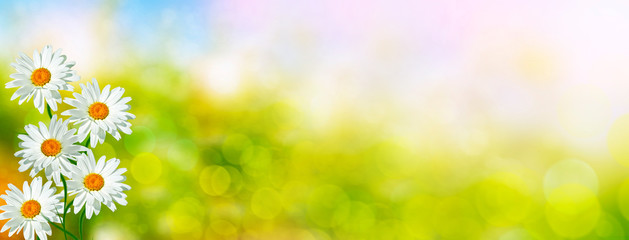 Fototapeta na wymiar White bright daisy flowers on a background of the summer landscape.