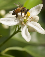 Honey Bee pollinating citrus blossom