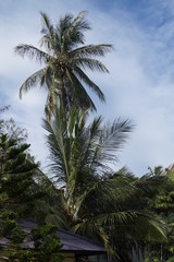 Fototapeta na wymiar Koh Tao Meer Sea Tauchen Palmen