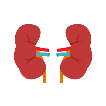 Human kidney icon