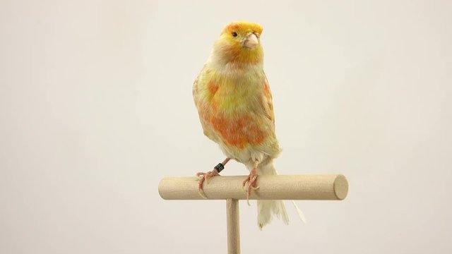 feo canary isolated on a white screen. soud