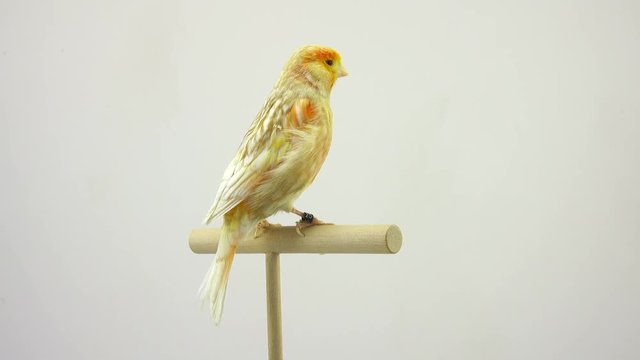 feo canary isolated on a white screen. soud