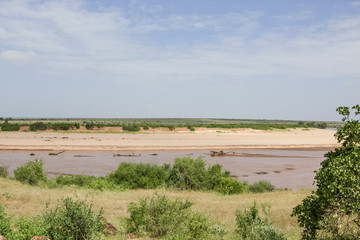 Fototapeta na wymiar Hippopotameus in Galana river