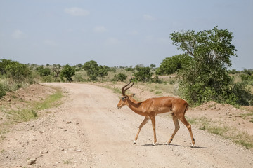 Gazelle