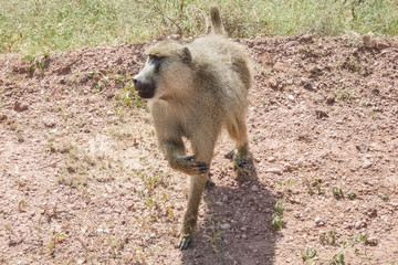 Baboon