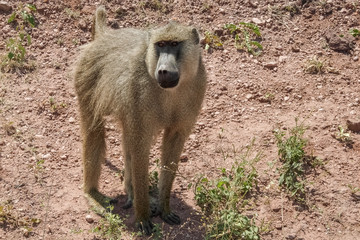 Baboon