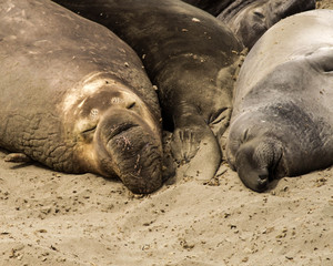 Seals Snoozing