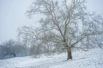 Fototapeta na wymiar Tree skeletons in snow covered pasture