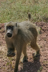 Baboon