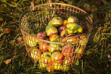 Ripe apples in a basket