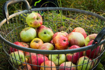 Ripe apples in a basket
