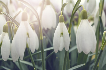 Group of Snowdrop flowers blooming in sunny spring day.