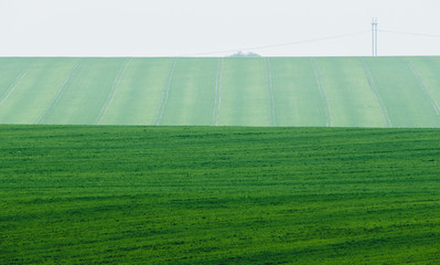 Green Field with foggy background