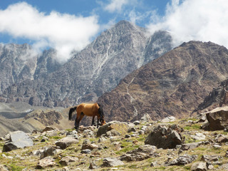 Horse in Argentinian Andes