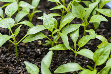 green sprout, small plant, the beginning of the growth , sprout from the soil