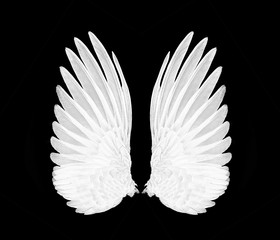 wings of birds on back bacground,white