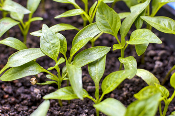 green sprout, small plant, the beginning of the growth , sprout from the soil