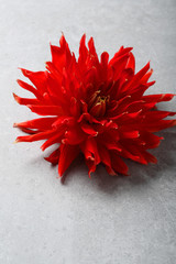 One red flowers on concrete