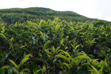 Cameron Highlands Teeplantage Tee
