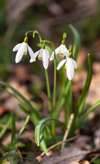White lily of the valley in forest