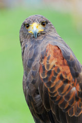 Portrait eines Bussards