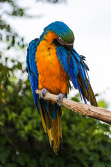 Blue and yellow parrot on a tree