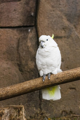 White and yellow parrot on a blunt