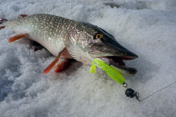 Pike in the snow