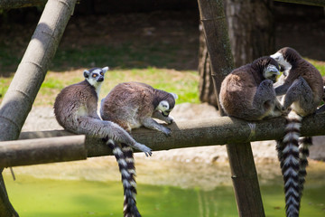 Ring tailed lemurs