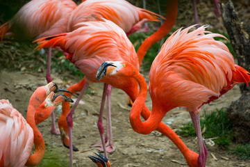 Pink flamingos