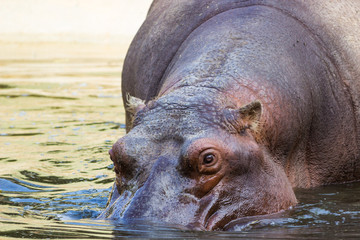Close up of a hippopotamus
