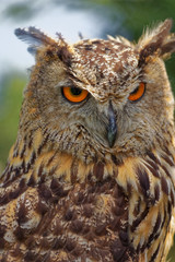portrait eines Uhu`s