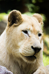 Close up of a white lion