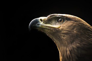 Closeup of a Golden Eagle isolated on black backgroud
