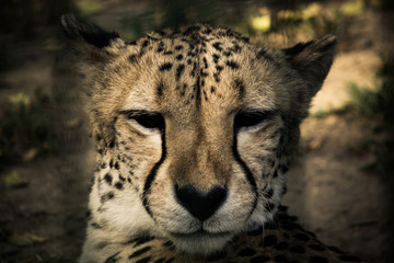 Closeup of a cheetah